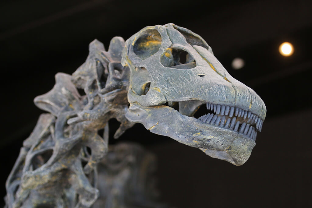 Dinosaur Experience Museum