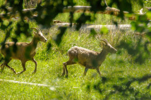 Bighorns walking in native grass