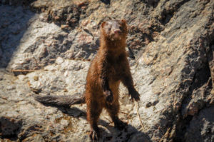 mink along Arkansas River