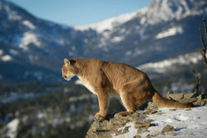 mountain lion